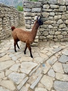 IMG_6015.jpeg